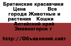 Британские красавчики › Цена ­ 35 000 - Все города Животные и растения » Кошки   . Алтайский край,Змеиногорск г.